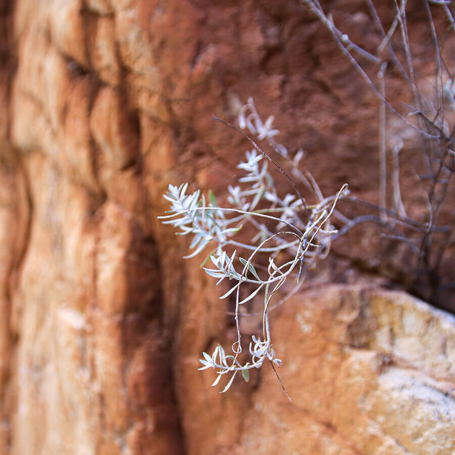 Larapinta Trail